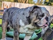 English Bulldog Wurfankündigung - Groß Wüstenfelde