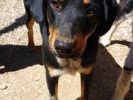 PEPE - knuffiger Hundebub sucht Familie - Aerzen