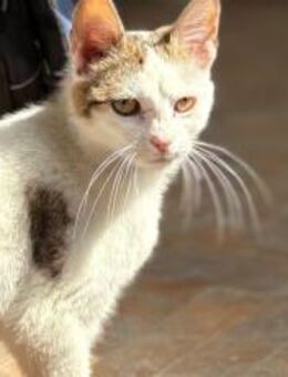 Schönheit Joselyn - München