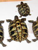 Griechische Landschildkröten, testudo hermanni boettgeri in 90766