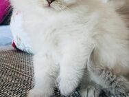 Blh - Peser Kater - Bonn Bad Godesberg