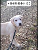 Boxer Mischlings Welpe Rüde in 37359