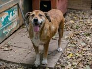 SIR HENRY - Senior liebt Menschen - Overath