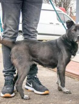 Beli möchte ankommen - Wallerfangen