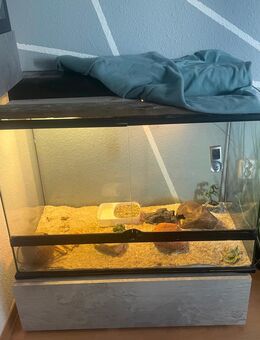 Leopardgeckos & Terrarium - Köthen (Anhalt) Zentrum