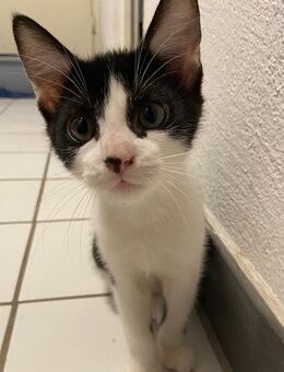 Zwei süße Katzenbabys - Bettingen