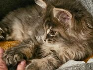 Maine Coon Kitten - Seevetal