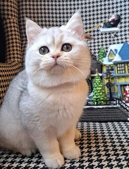 Bkh black silver shaded mädchen - Heidelberg