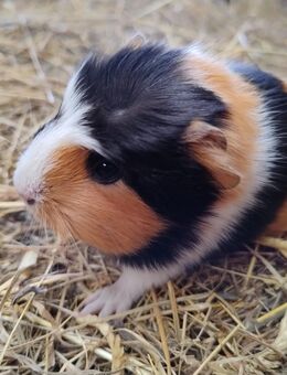 Meerschweinchen Weibchen 8 Wochen - Högsdorf