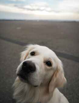 Reinrassiger Goldenretriever sucht Hündin zur Deckung - Braubach