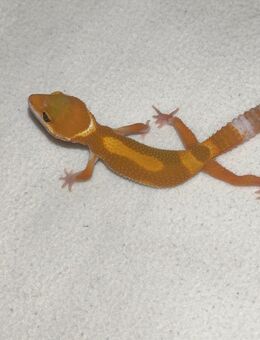 Leopardgecko Geckos - Bautzen
