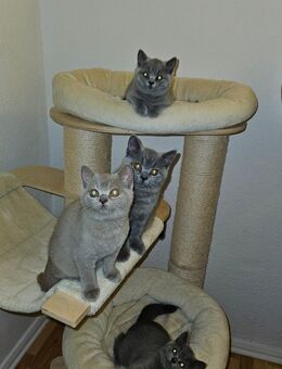 Bkh kitten mit stammbaum - Berlin
