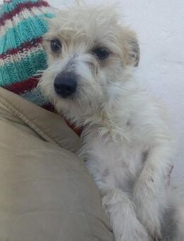 Luna, zuckersüße Mix Junghündin - Remagen