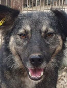 PEARL-wunderschöne Hündin, 48 cm - Rösrath