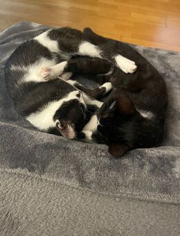 Katzengeschwister Babys - Straubing