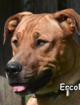 ERCOLE - Donzdorf