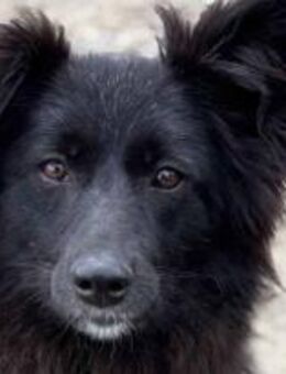 Queenie möchte ankommen dürfen 🐾 - Elsdorf (Nordrhein-Westfalen)