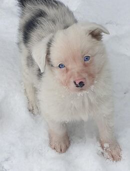 Bordercollie Mischling - Radeburg