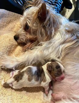 Biewer Yorkshire Terrier Rüde mit Ahnentafel, Gesundheitszeugnis - Kalchreuth