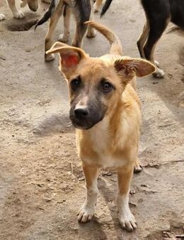 Zuckersüßes Fledermausohr sucht Körbchen - Augsburg