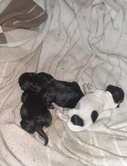 Malteserwelpen - Vreden Zentrum