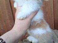 Zwergkaninchen Löwenkopf mix Zwergwidder Die Kaninchen sind nicht SCHÜCHTERN ;) - Schöntal