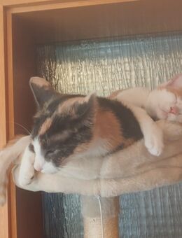 Süße Katzenbabys zu verkaufen - Karlsbad