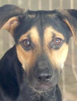 Urs -als Welpe im Karton abgestellt- - Oldenburg