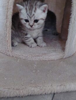 BKH Kitten - Herten Zentrum
