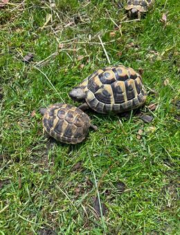 Griechische Landschildkröte - Bernau (Chiemsee)
