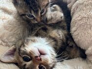 Katzenbabys ab sofort in liebevolle Hände abzugeben - Kitzingen Zentrum