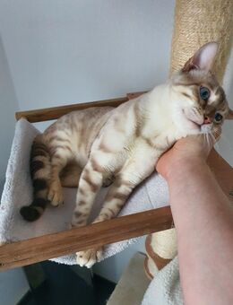 Snow Lynx Bengal Kitten - Essen
