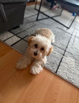 Maltipo Welpen - München Untergiesing-Harlaching