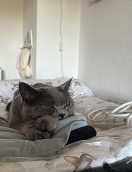 2 BKH KATZEN weiblich - Hamburg Wandsbek