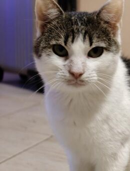 Ariel- stiller 2 jähriger Kater - Hochheim (Main)