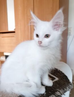 Maine Coon kitten - Berlin