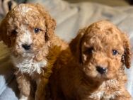 Maltipoo Welpen - Hamburg