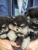 Zwergspitz Pomeranian Welpen in 46286