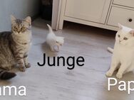 Noch 4 süße BKH Kitten suchen ab 20.06.2025 ihr Zuhause =) - Elxleben (Landkreis Ilm-Kreis)