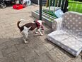Jack Russel Terrier in 39118
