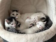 Kitten suchen liebevolles Zuhause - Gladbeck