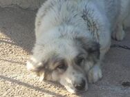 Zoe 🧡🧡🧡 sucht Für-immer-Zuhause - Bad Karlshafen