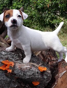 Niedliche Jack Russell welpen - Kerpen (Kolpingstadt)