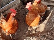 3 Hybrid Hühner zu verschenken - Kassel Wolfsanger-Hasenhecke