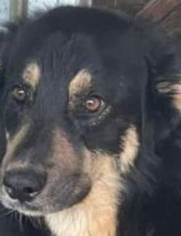 Ranger sehnt sich nach einem Menschen 🐾 - Elsdorf (Nordrhein-Westfalen)