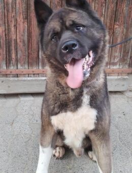 🍀🐾 Unser Neuer, eine Inobhutnahme ♥️✊ - Bremen