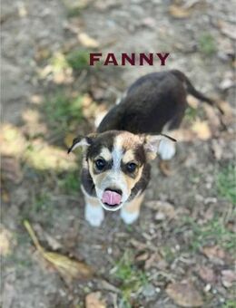 Fanny Welpe sucht ihre Familie - Schwaig (Nürnberg)