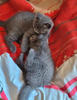 Britisch Short Hair Kitten - Piesport