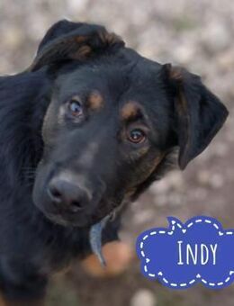 Indy ein lernwilliger Hundebub - Flörsheim-Dalsheim