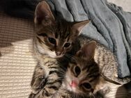 5 süße kleine Savannah EKH mix Kitten suchen neues Zuhause - Heinsberg